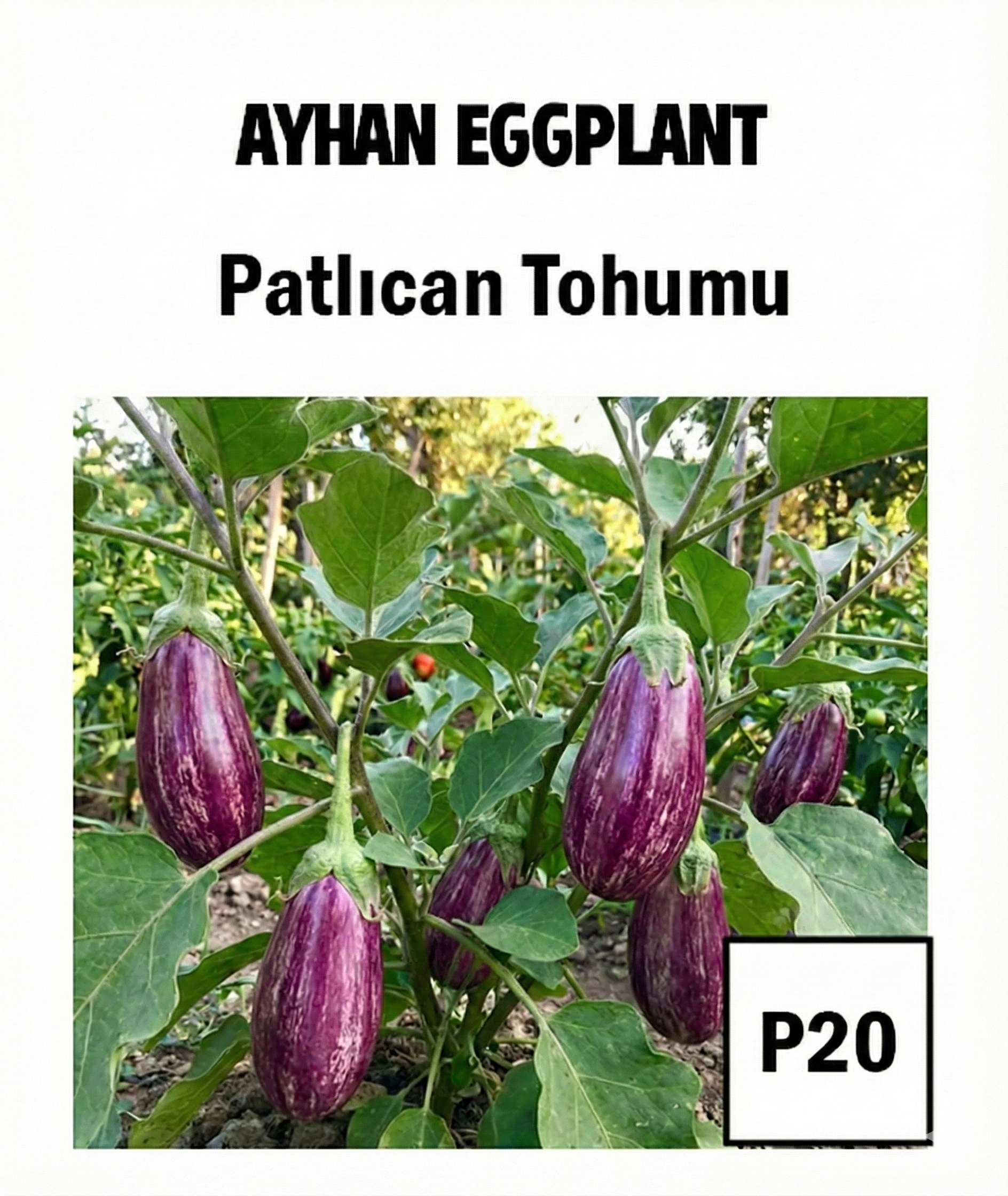 Ayhan Eggplant Seeds - AdaFide