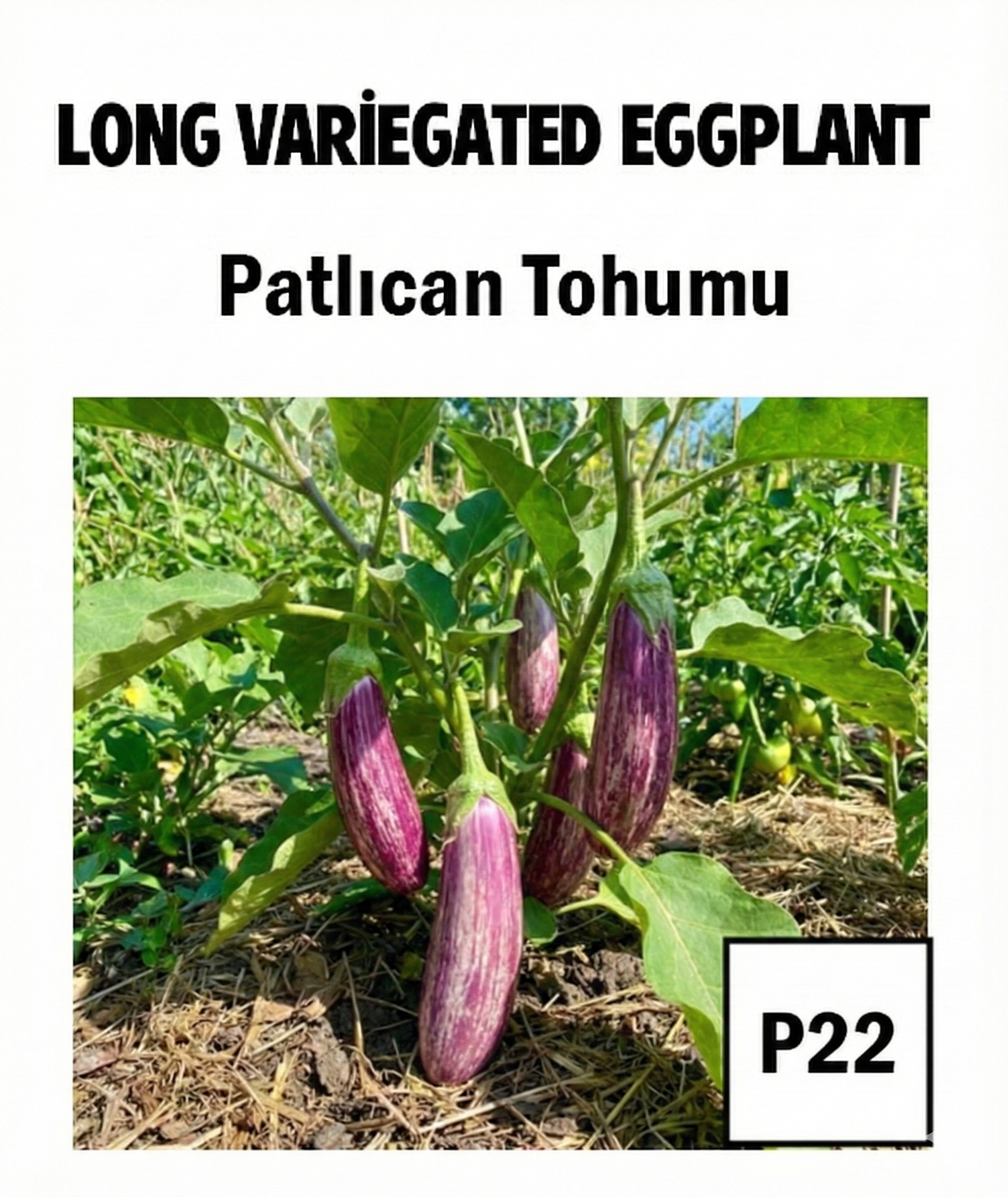 Productive Striped Eggplant Seeds - AdaFide