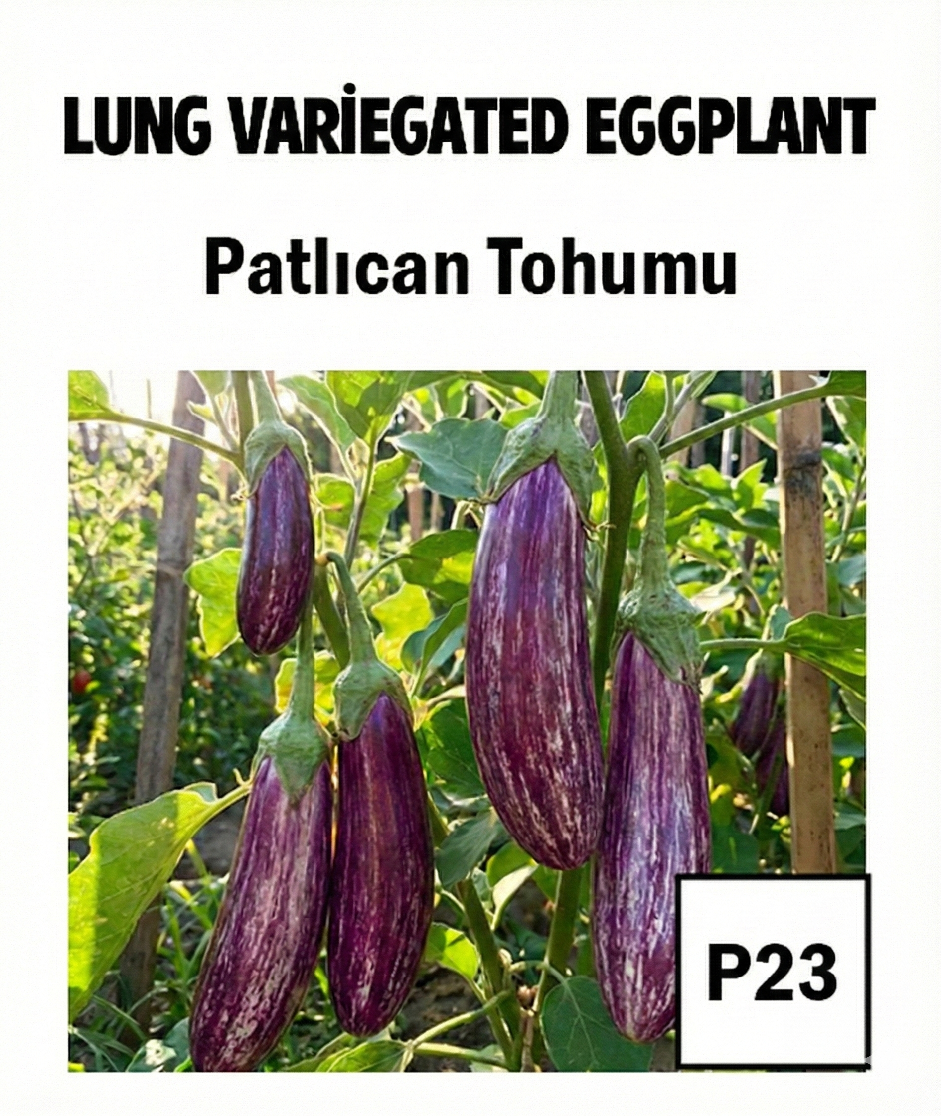 Rare eggplant seed collection