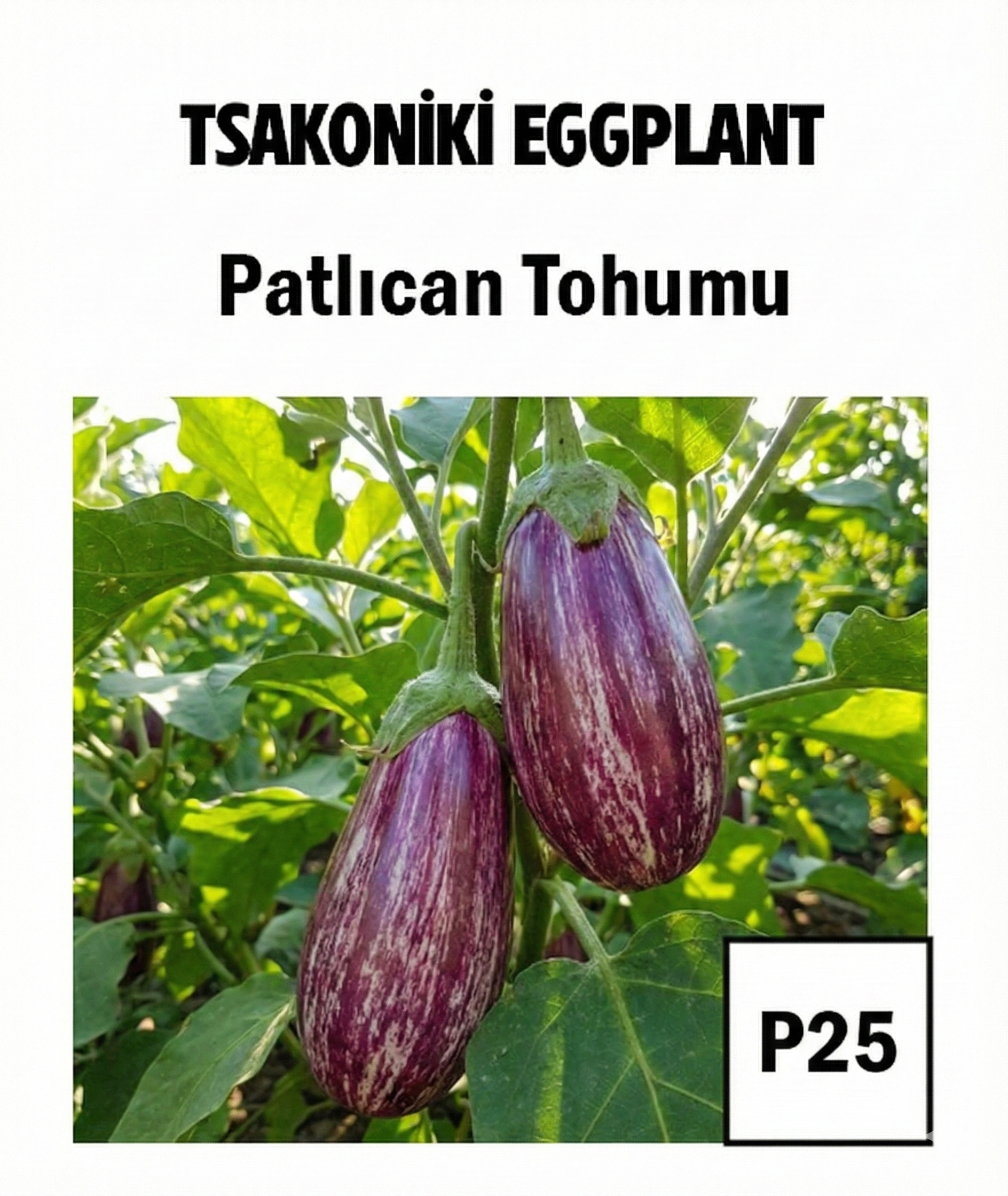 Tsakoniki Eggplant Seeds - AdaFide