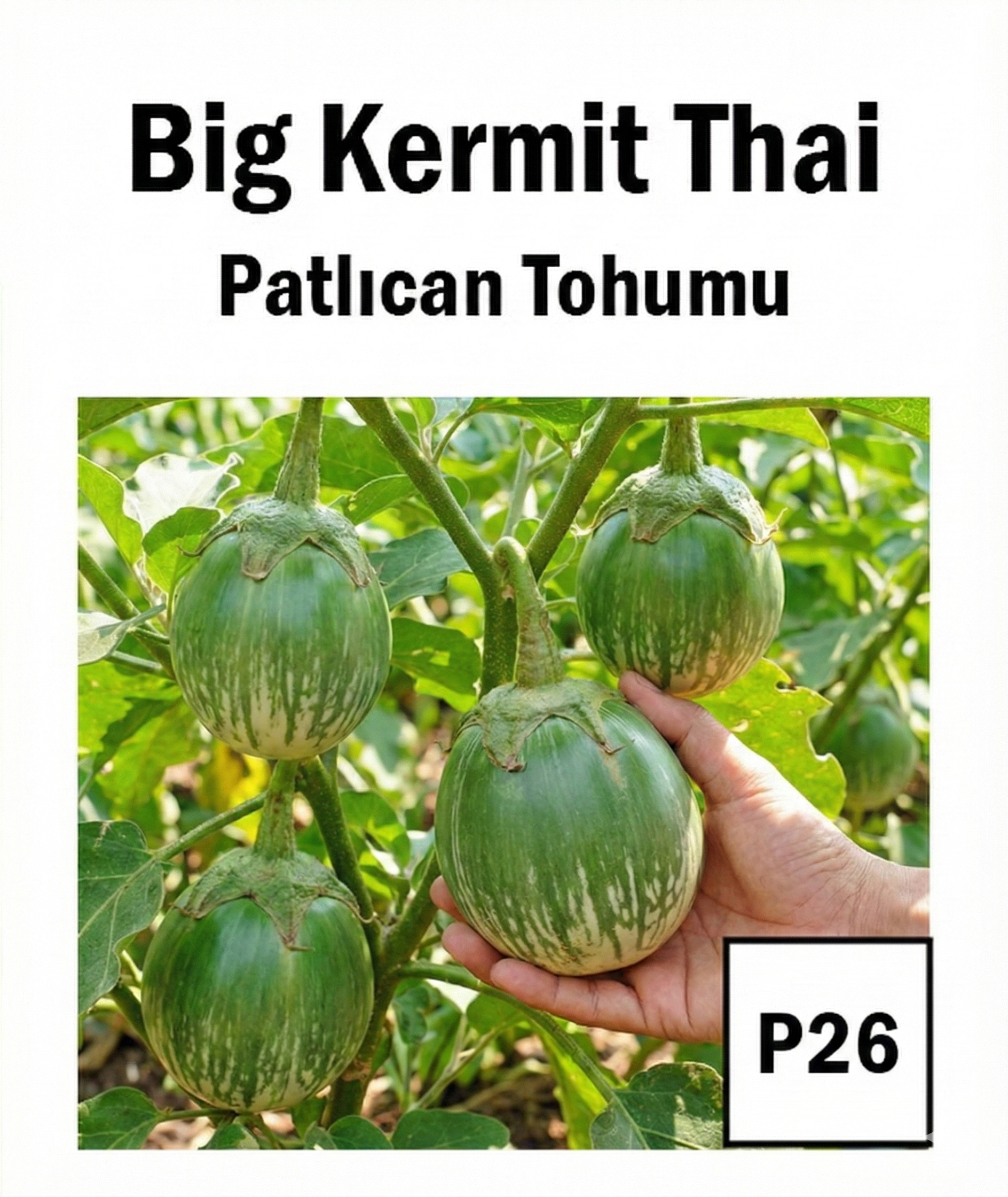Green White Striped 2 Eggplant Seeds - AdaFide