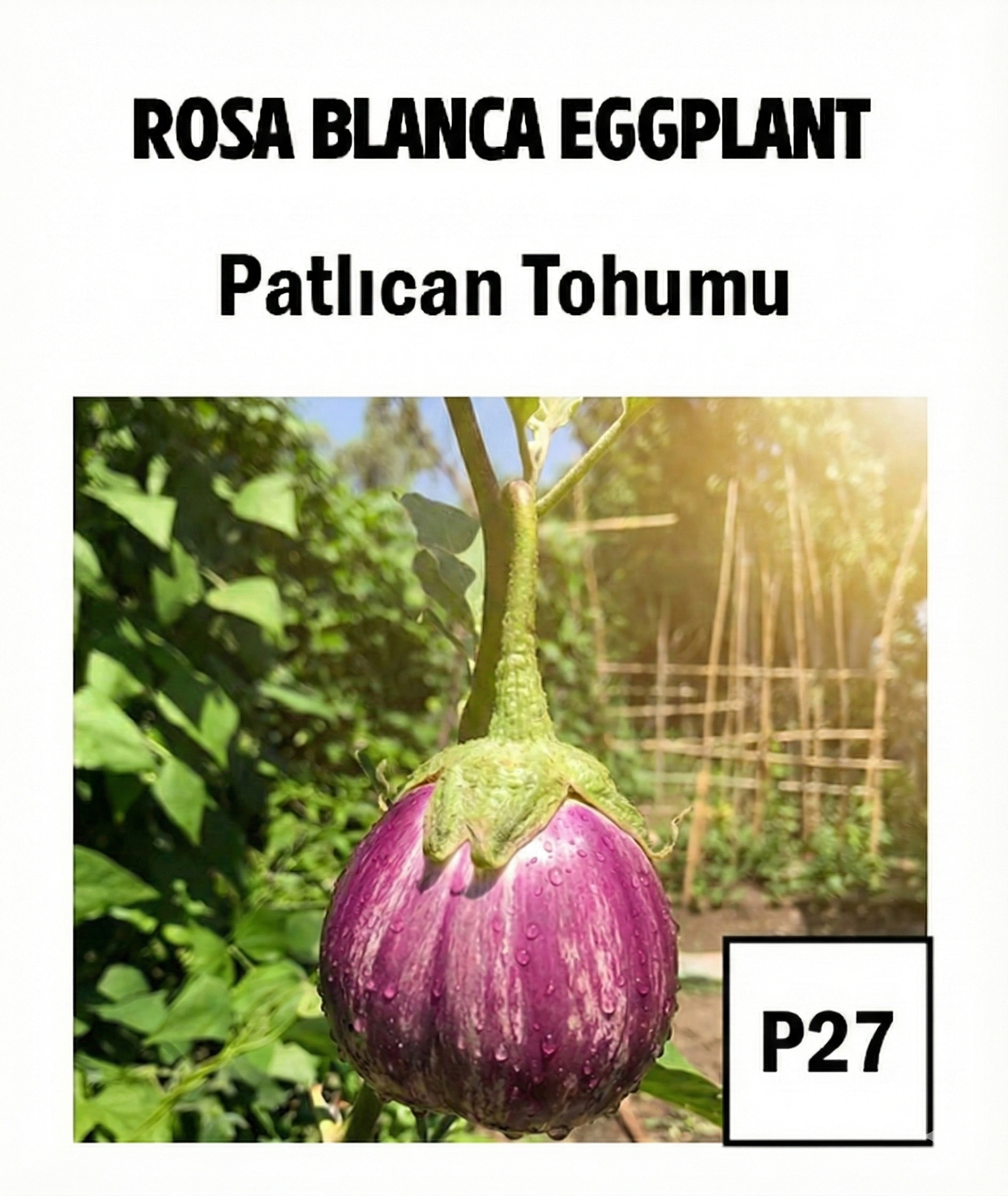 Rosa Eggplant Seeds - AdaFide